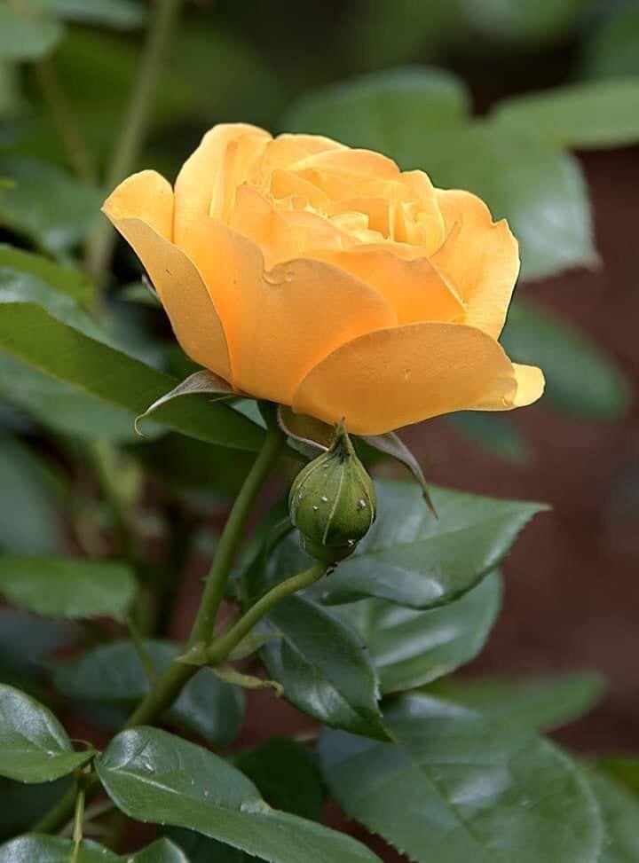 مثنى الخطاب