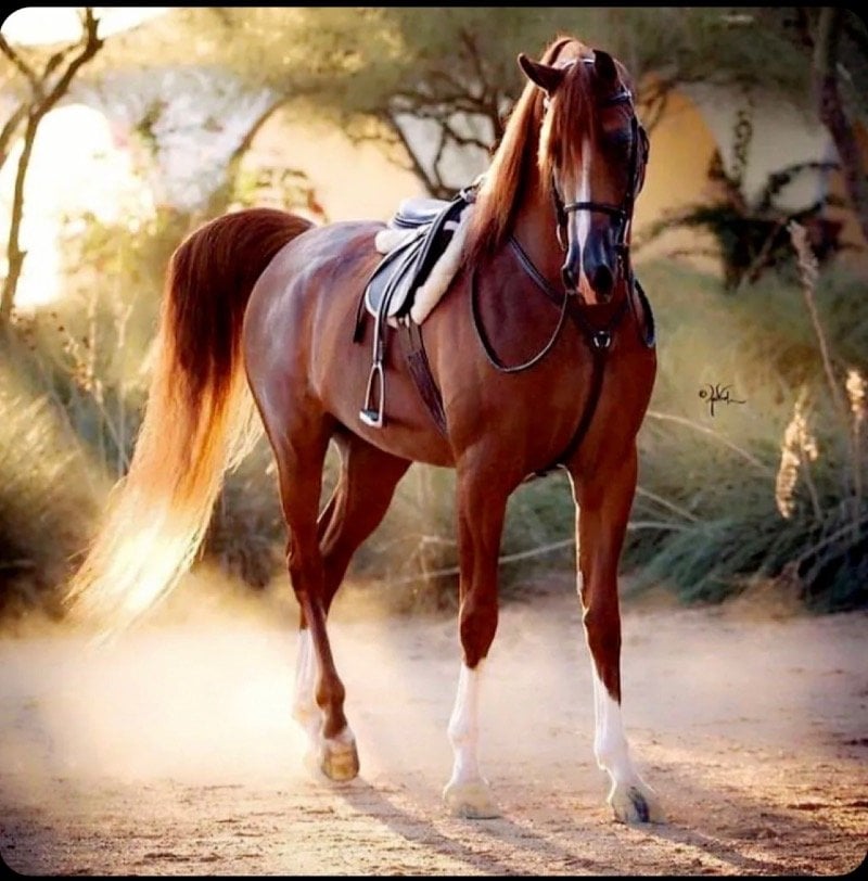 سلطان سلطان