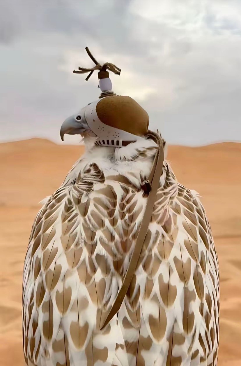 حمد الهاجري