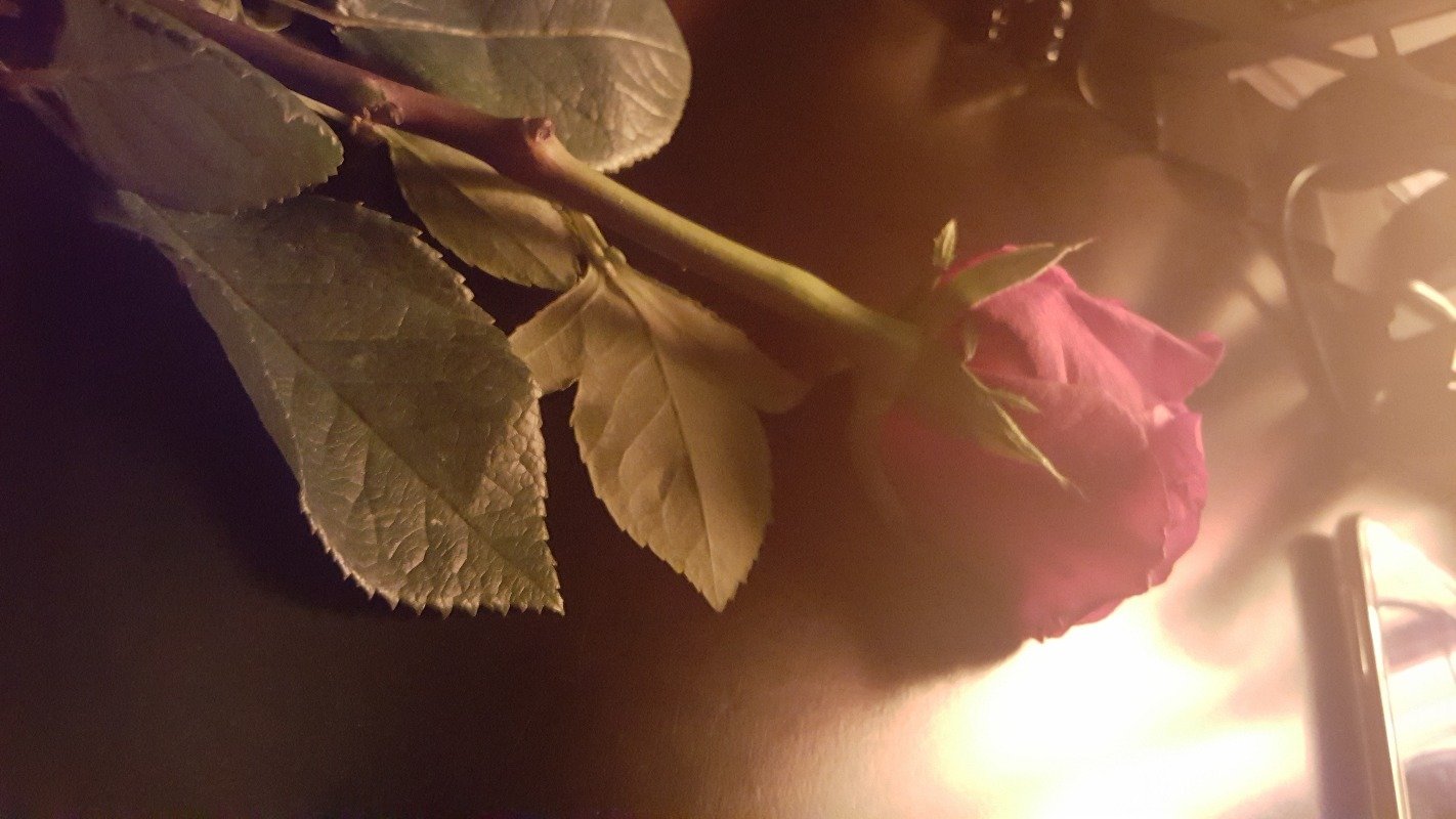 رانيه فلمبان