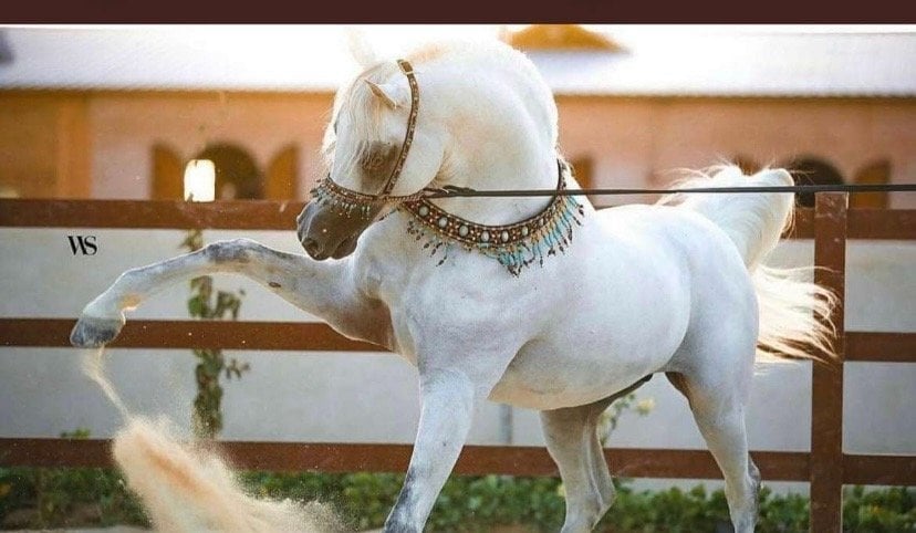 نجلاء عبدالرحمن