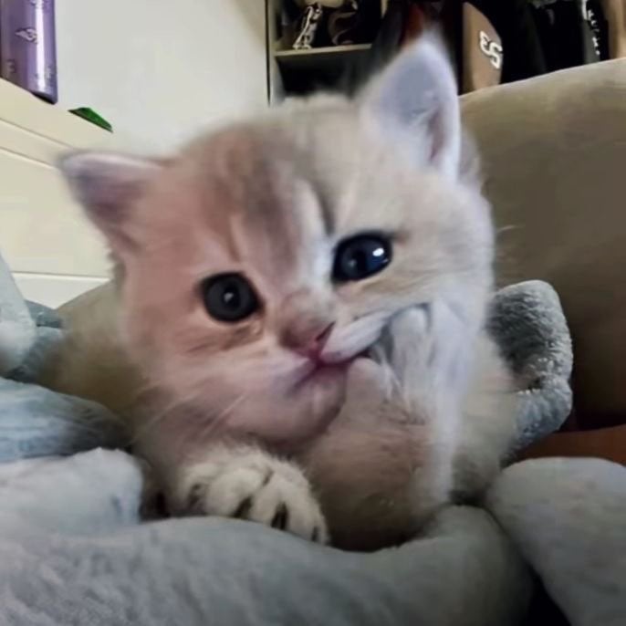 ارجوان محمد