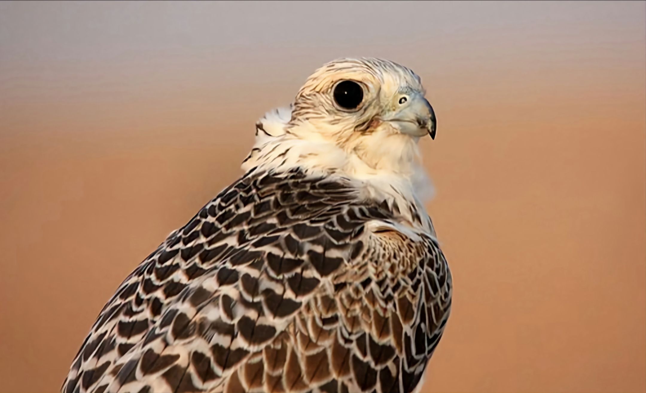 ابراهيم الحفاف