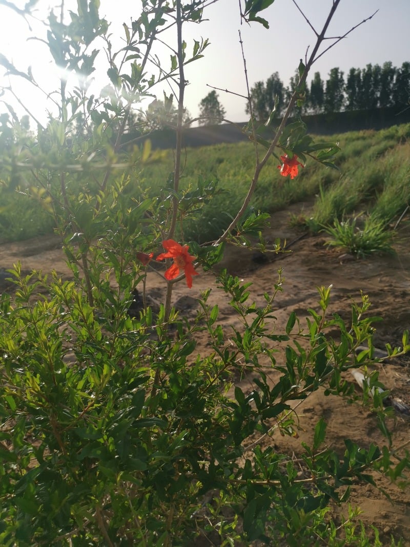 محمد سليم الجهني