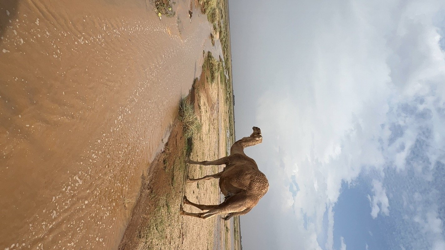 فاطمة سليمان