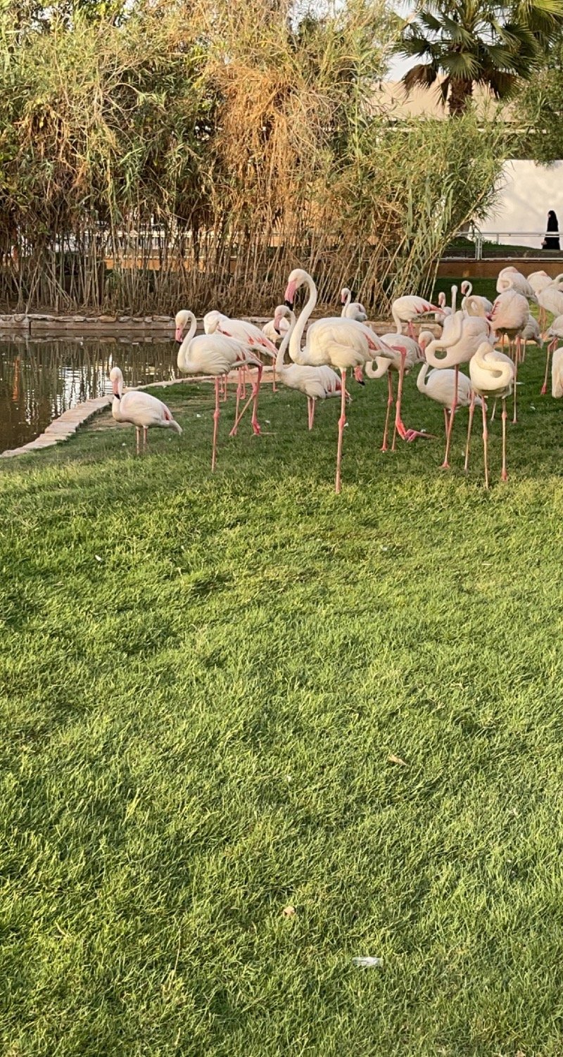 حمد عبدالله