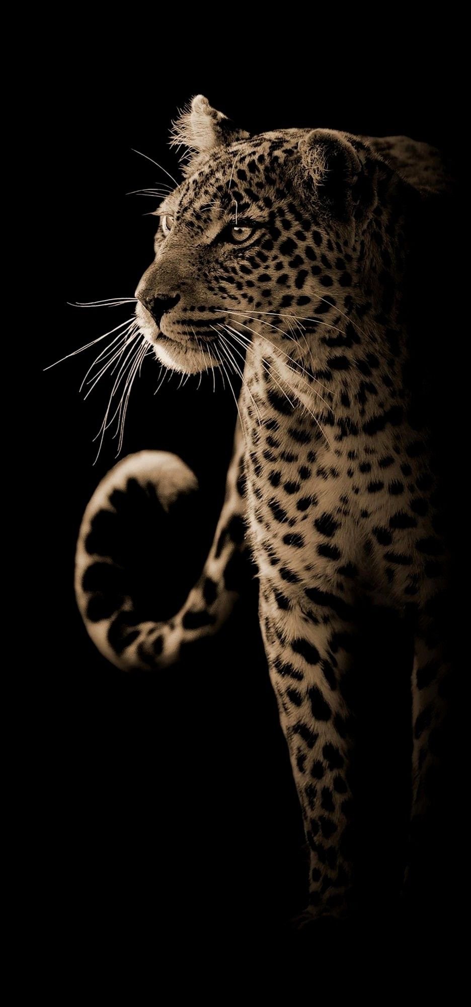 نايف الزهراني