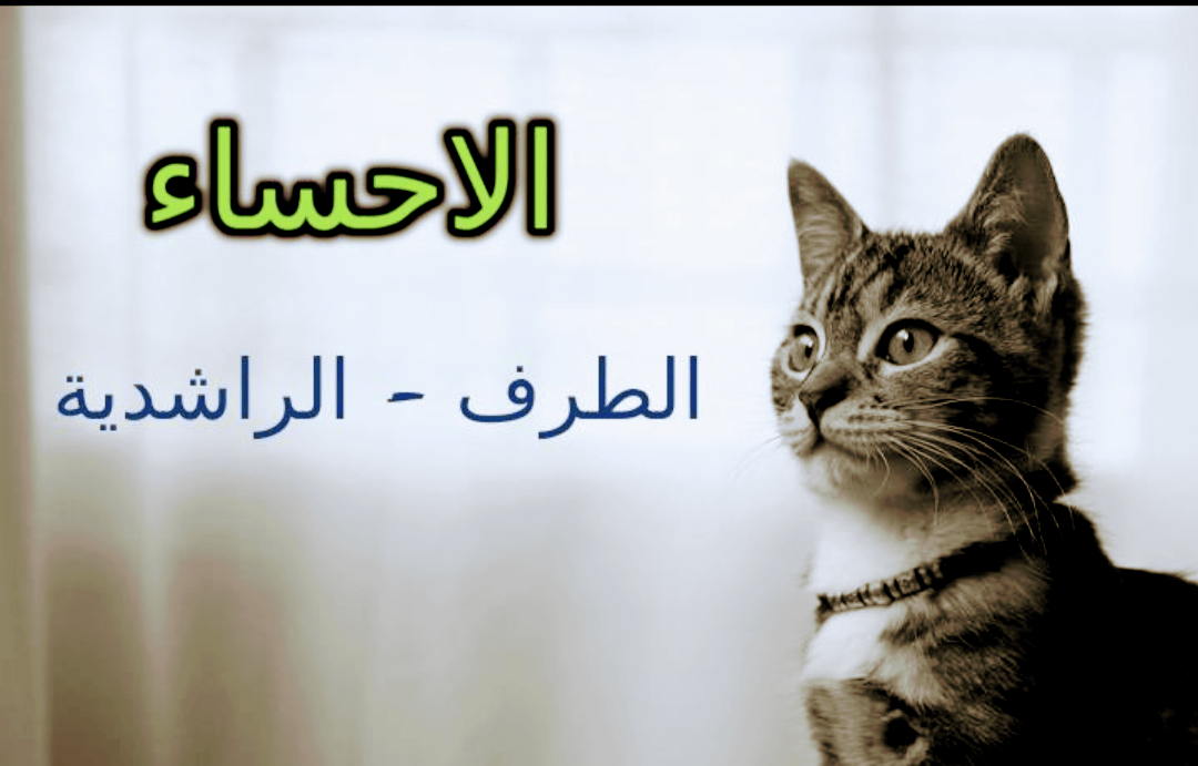 حمد الدوخي --