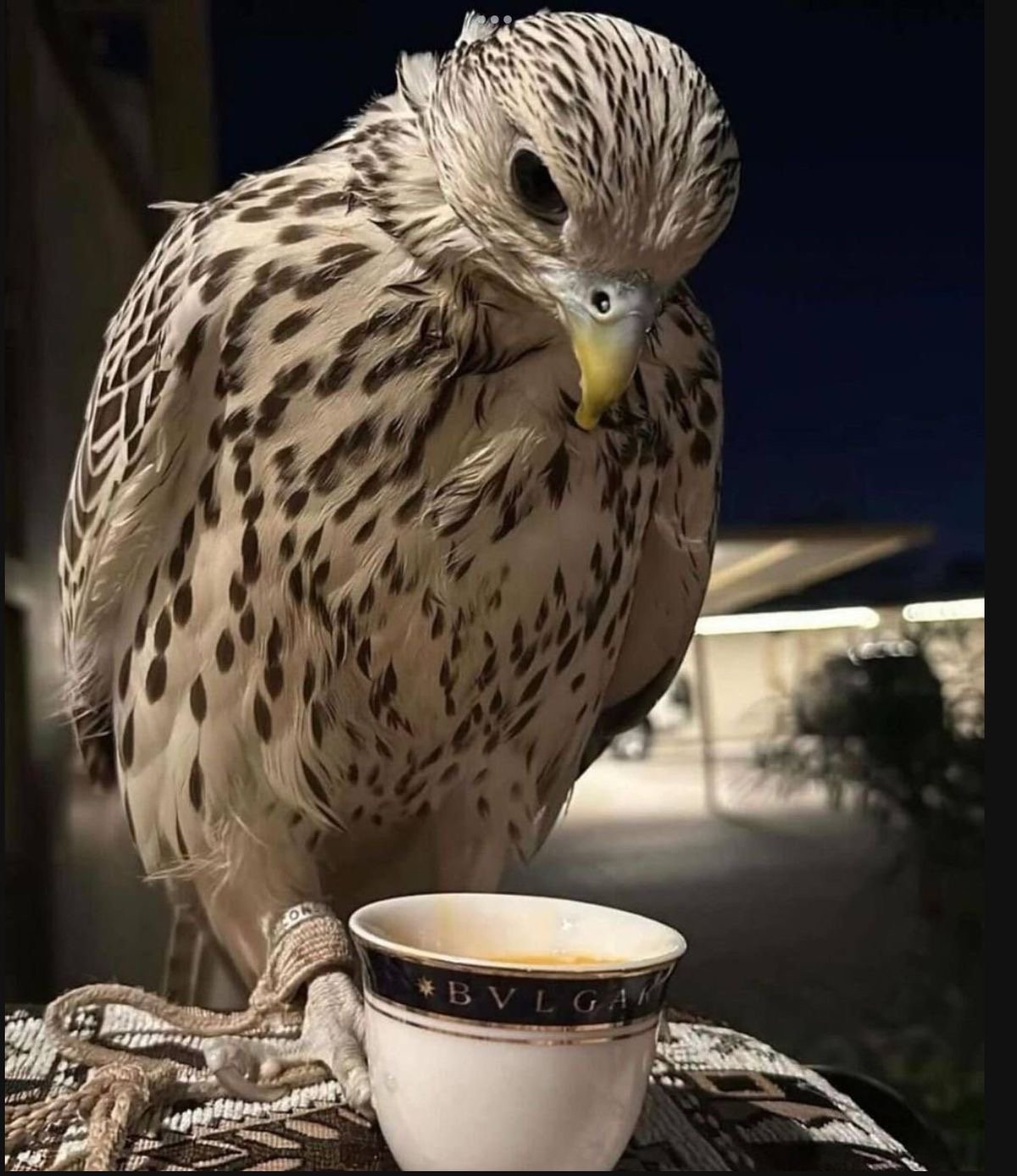 رولا العتيبي