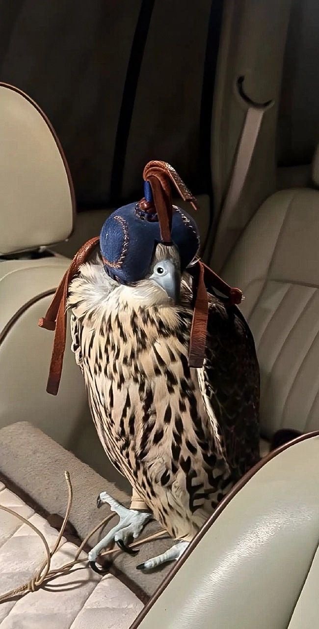 حمود الجبير