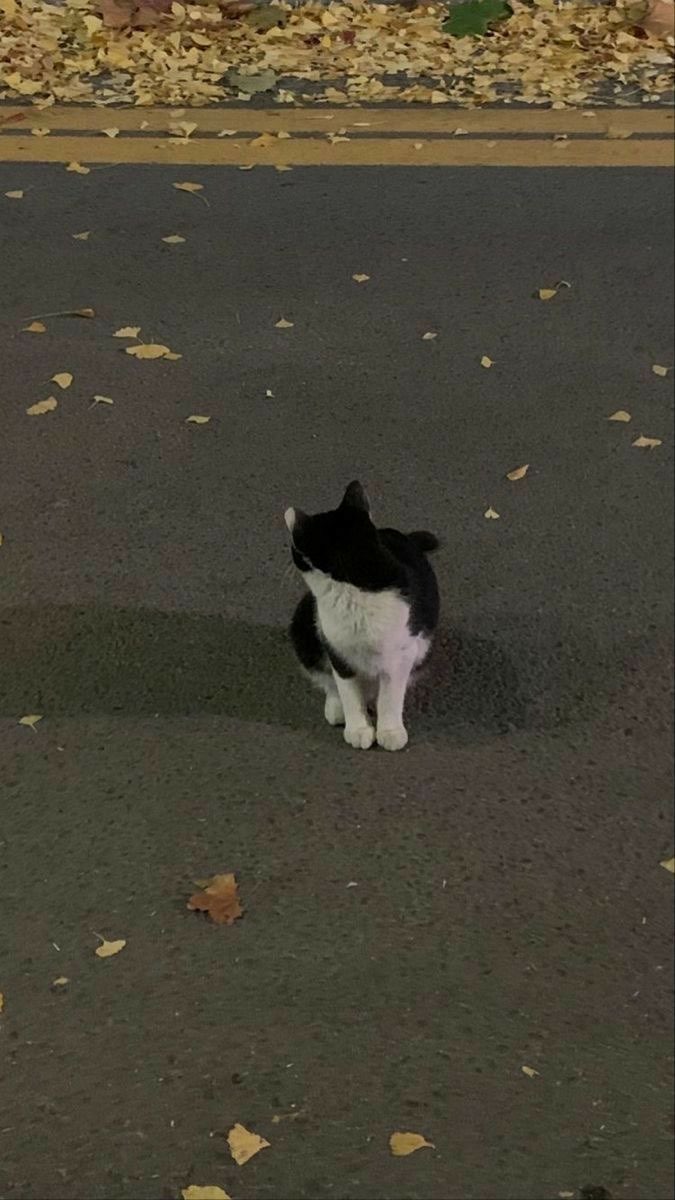 دان -