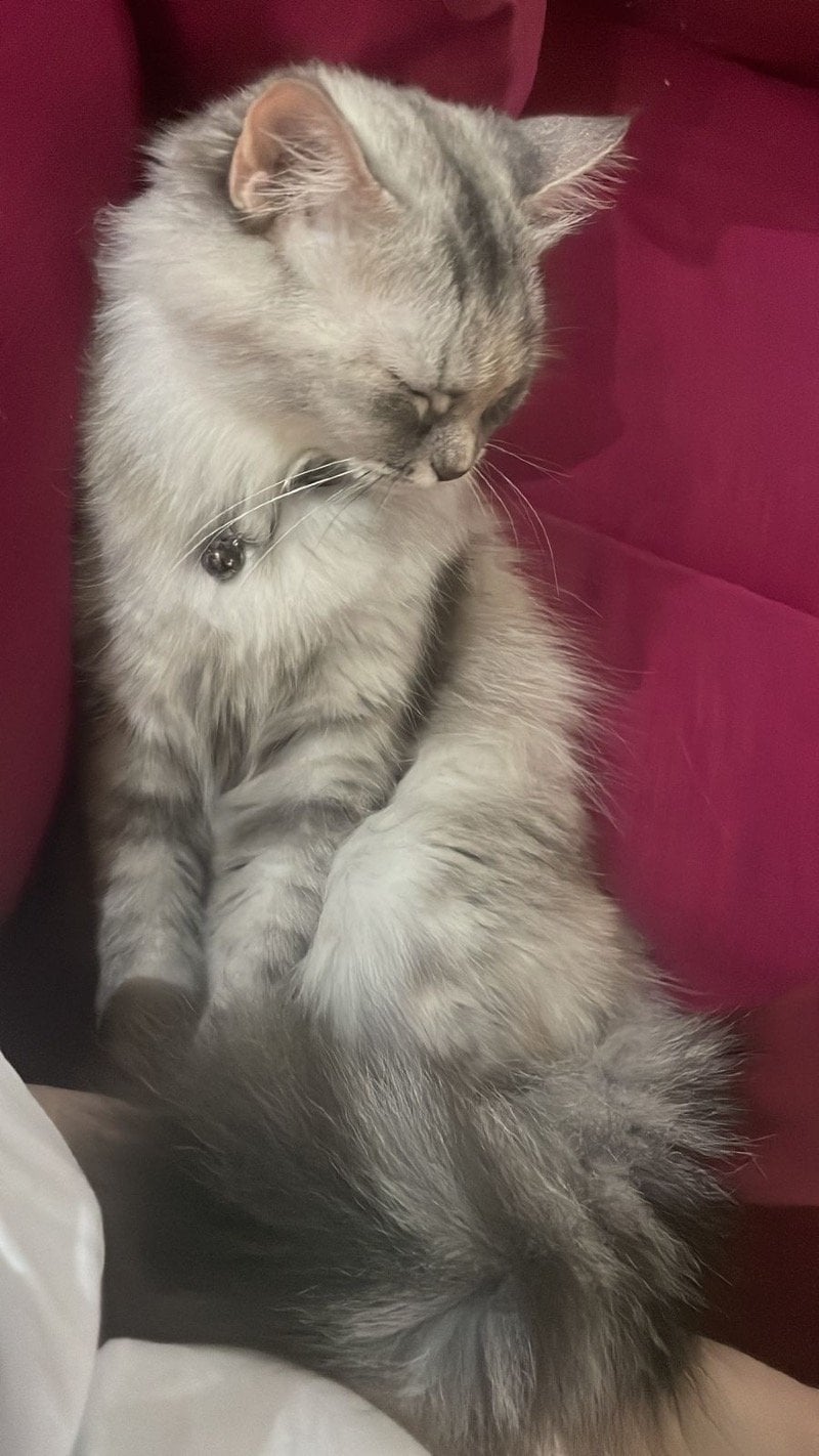 ساره عبدالله 