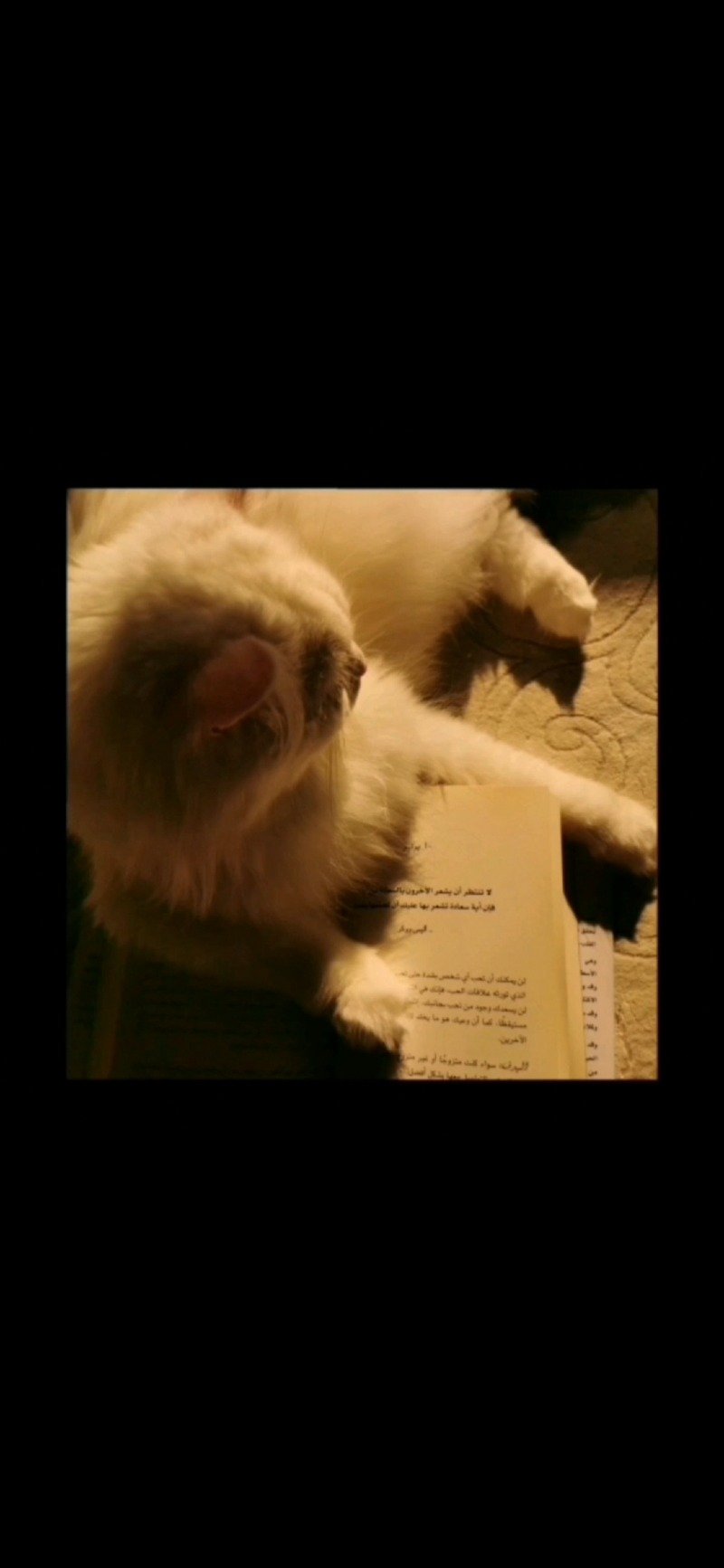 لندا الأحمدي