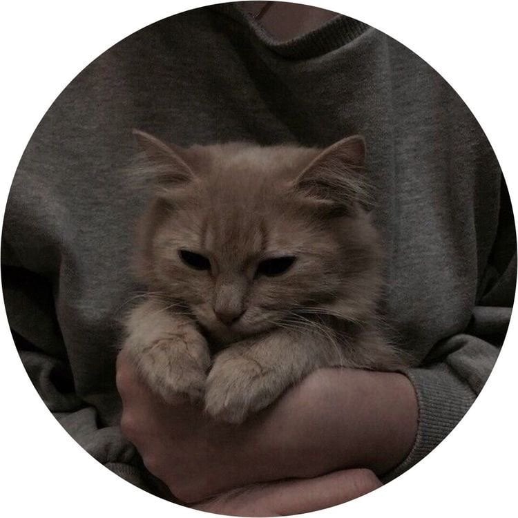 تهاني الرشيدي