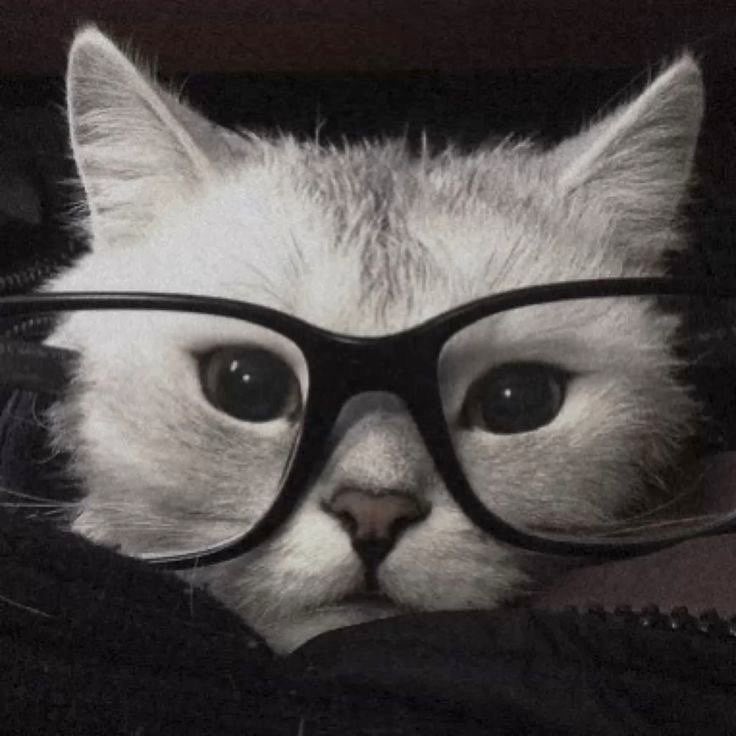 ريماس الشدهان