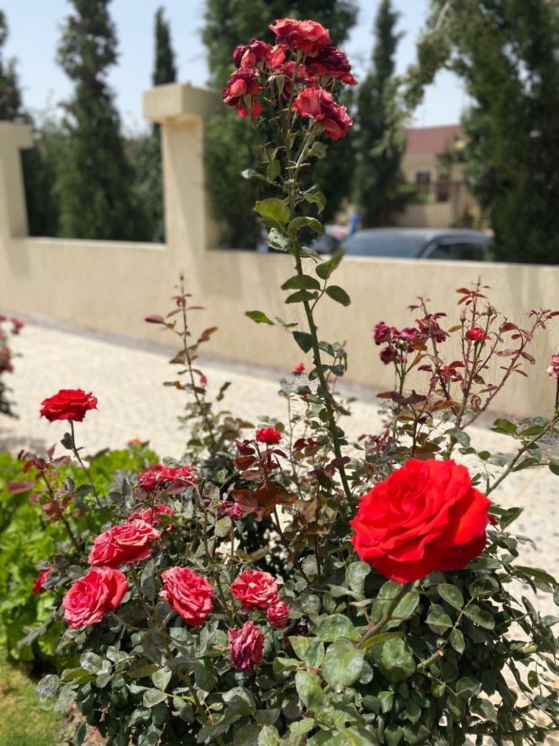 نوره الخليفه