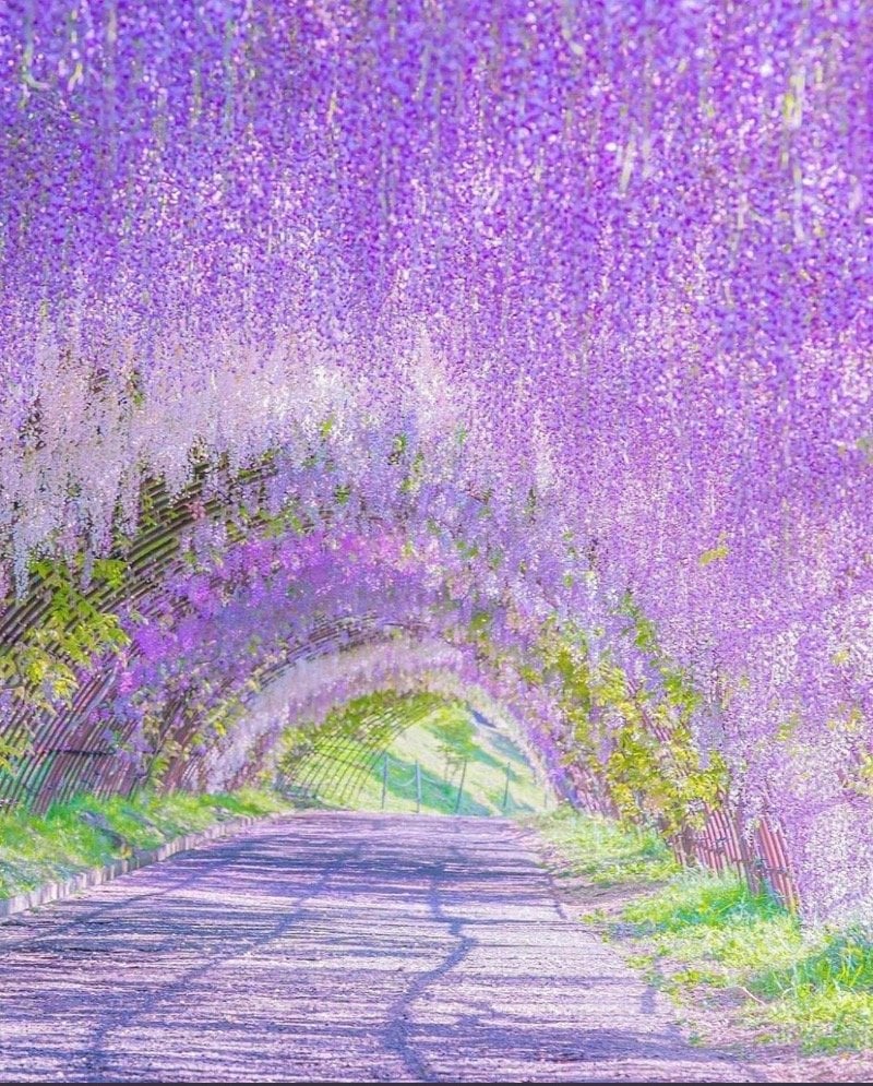 داليا القاضي