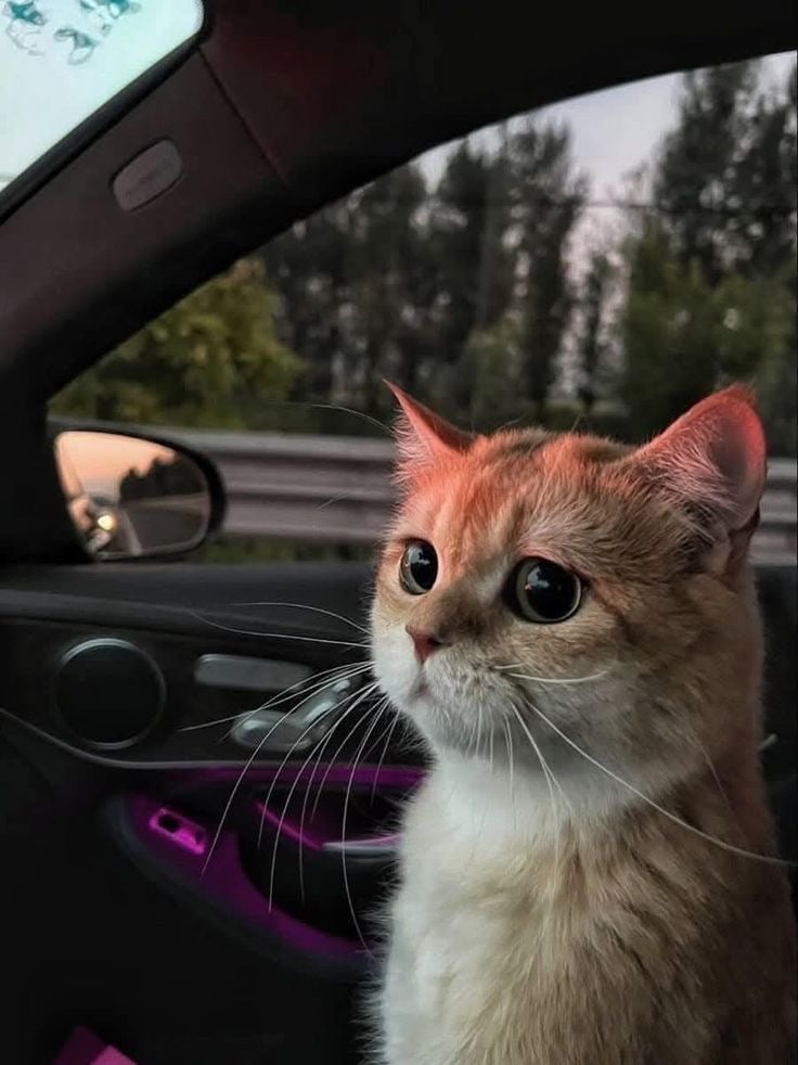 لبابه السنافي