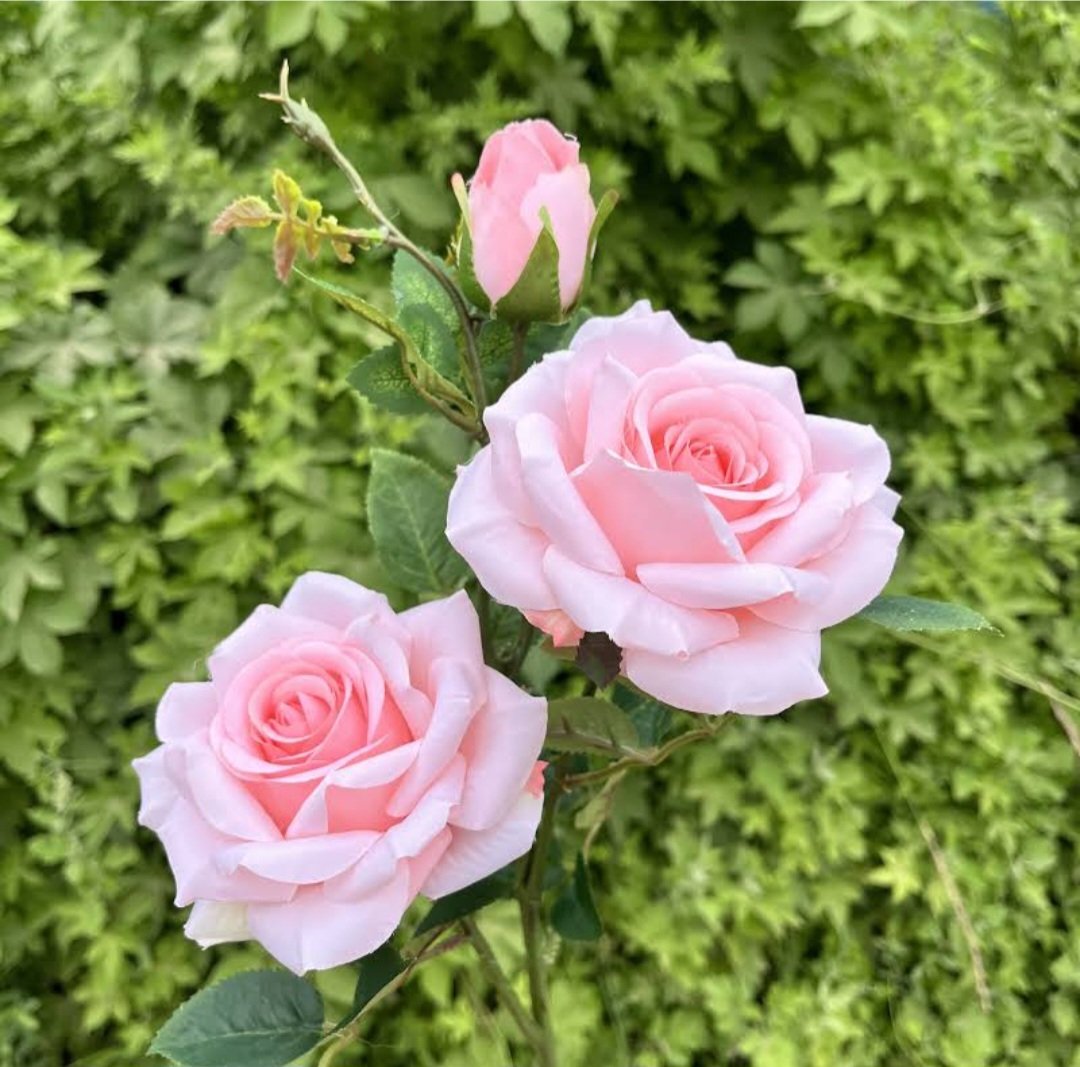 دانـه المالكي.