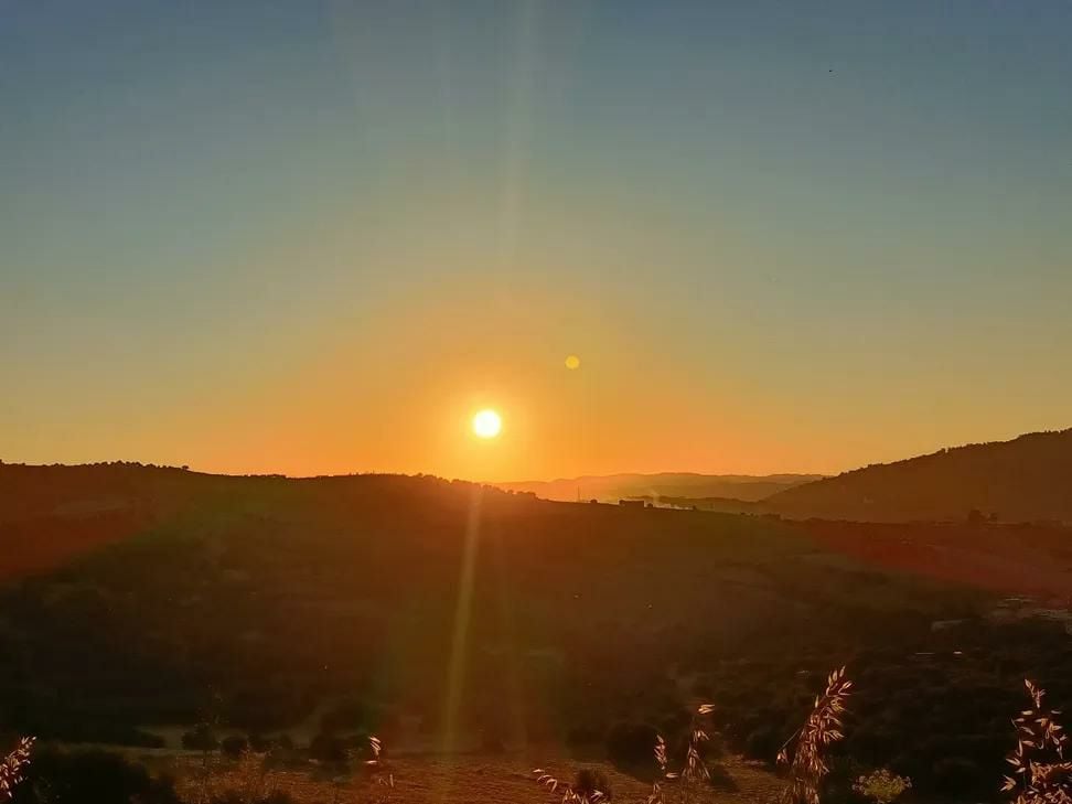 ماجد شراحيلي