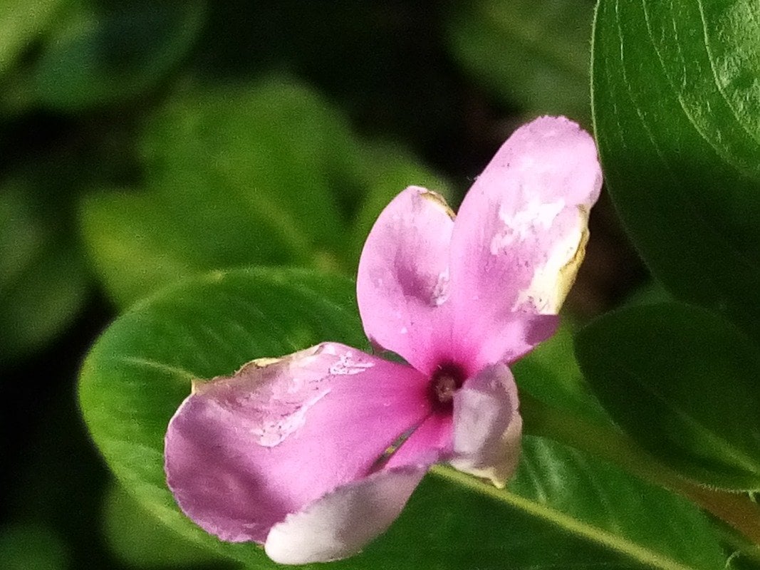 سعود عبدالعزيز