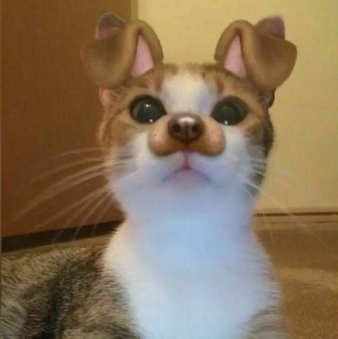 نجلاء راشد عمر ا الودعاني