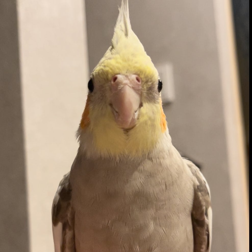 ساره المعاوي