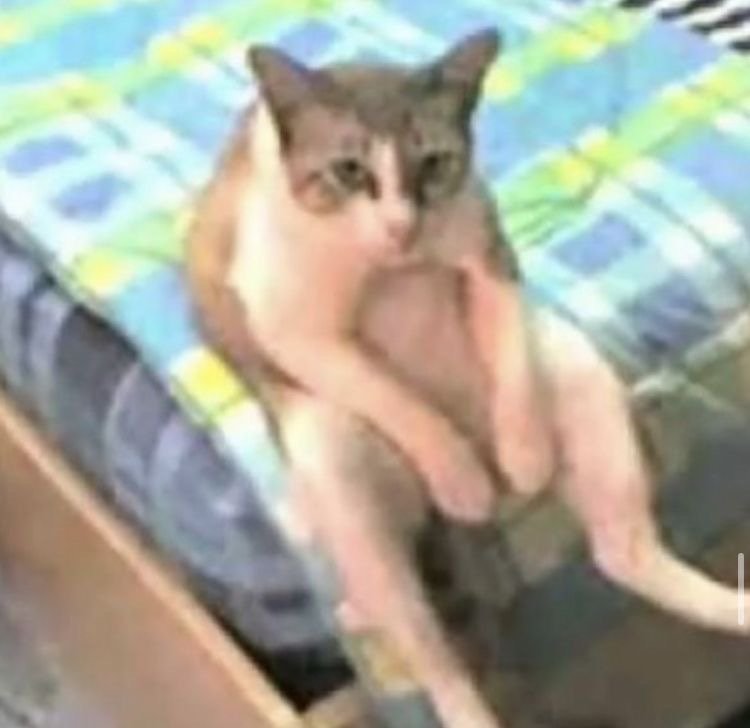 أروى العنزي