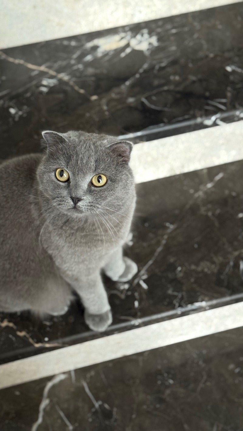 عهود الحمادي