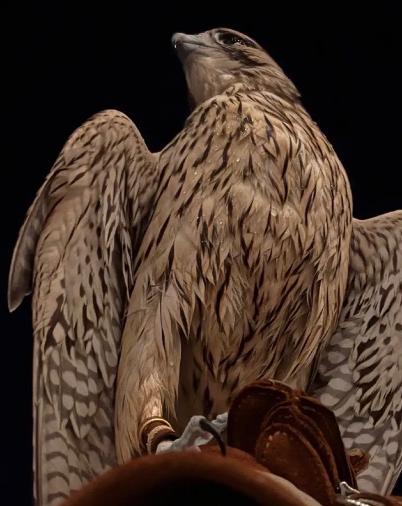 مها ابراهيم