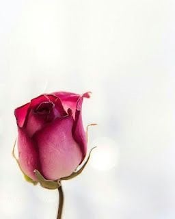 نوره عبدالرحمن