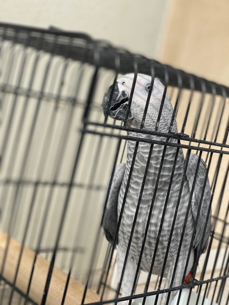 عبدالعظيم البوسعيد