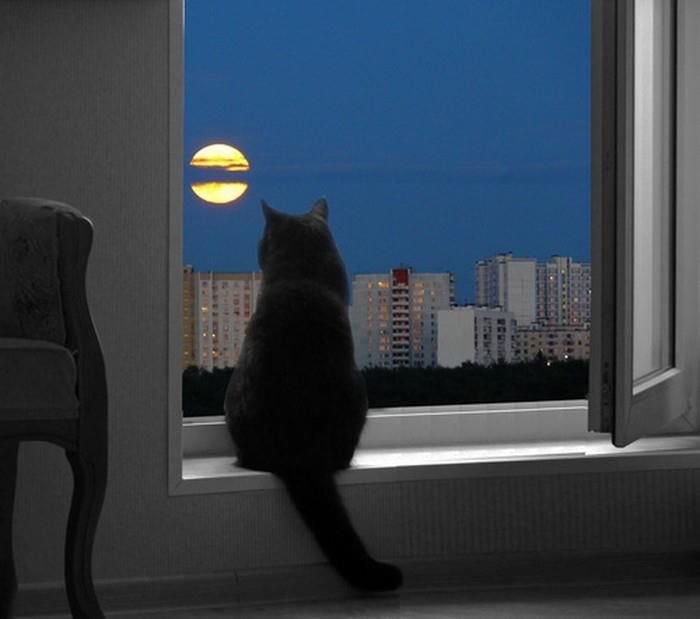 ولاء السلمي