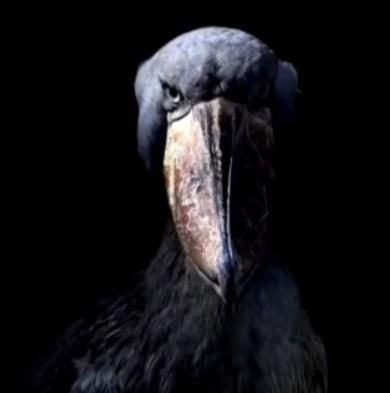 الوليد طلال َ