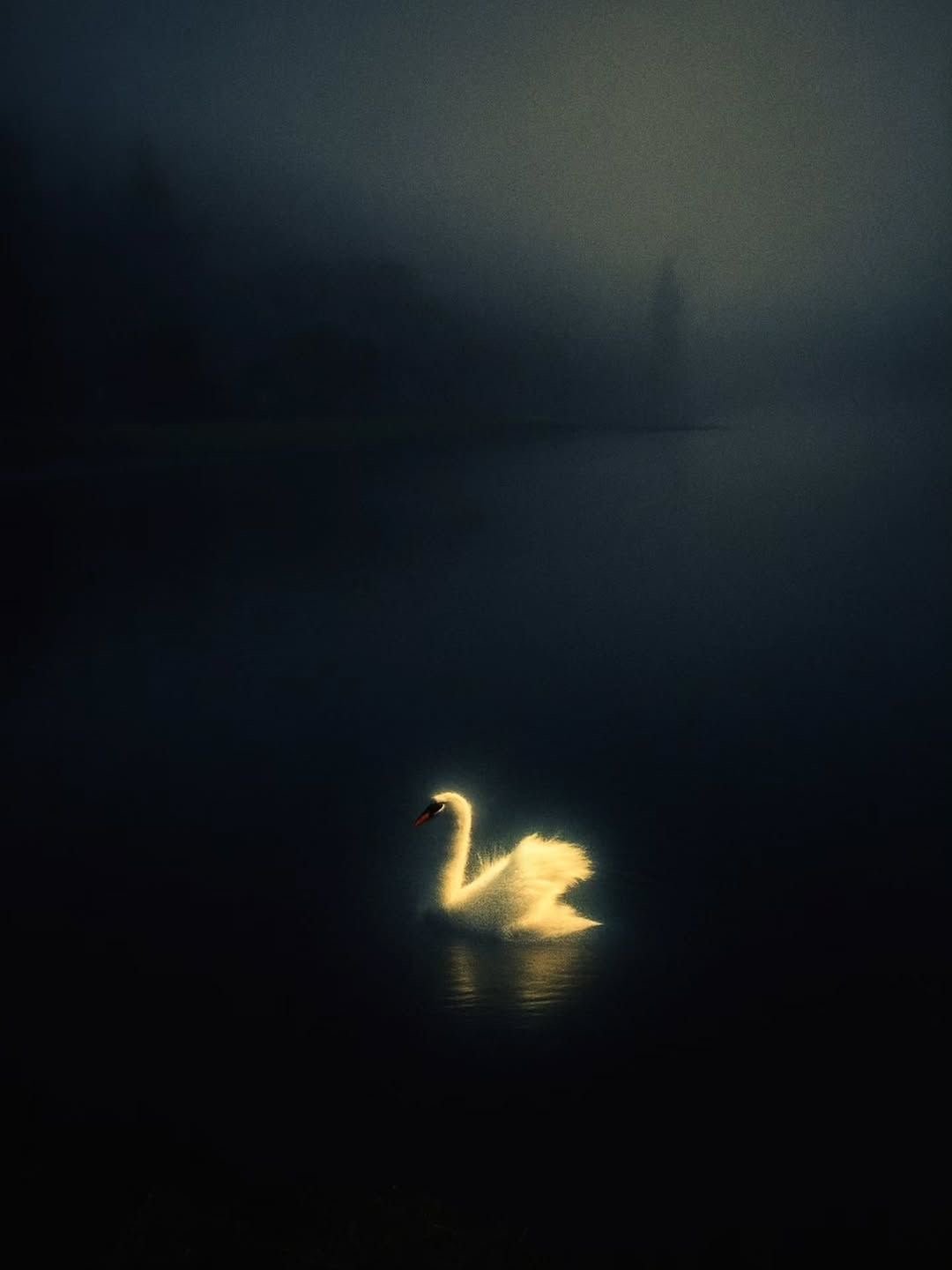 نوادر مجرشي