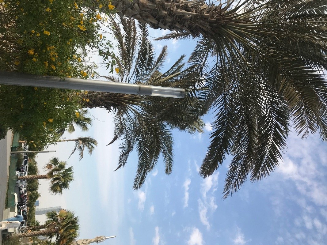 روان الحربي