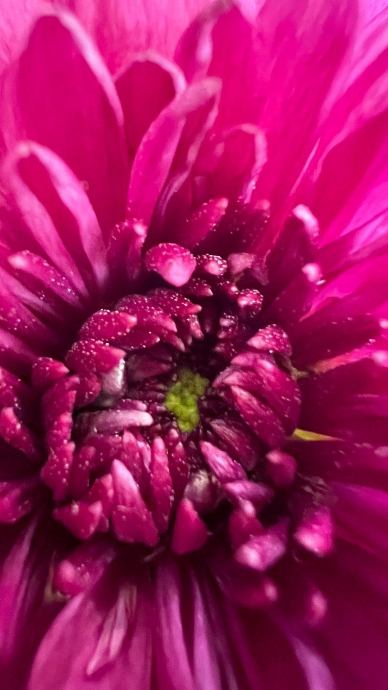 هند القثامي