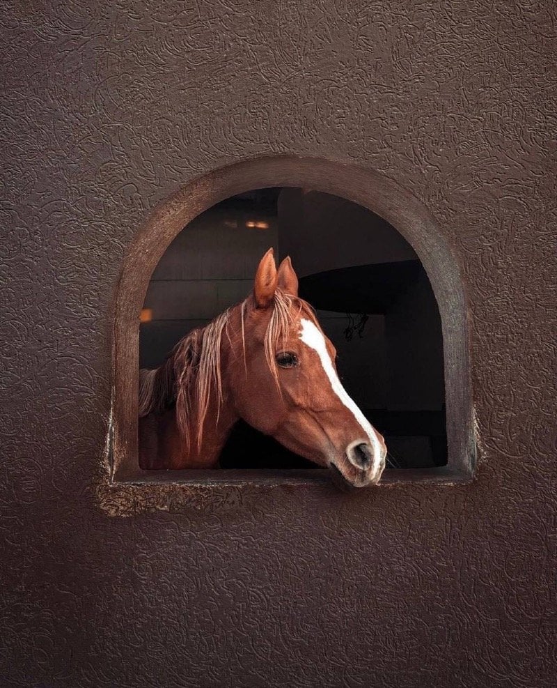 امنه الناشري