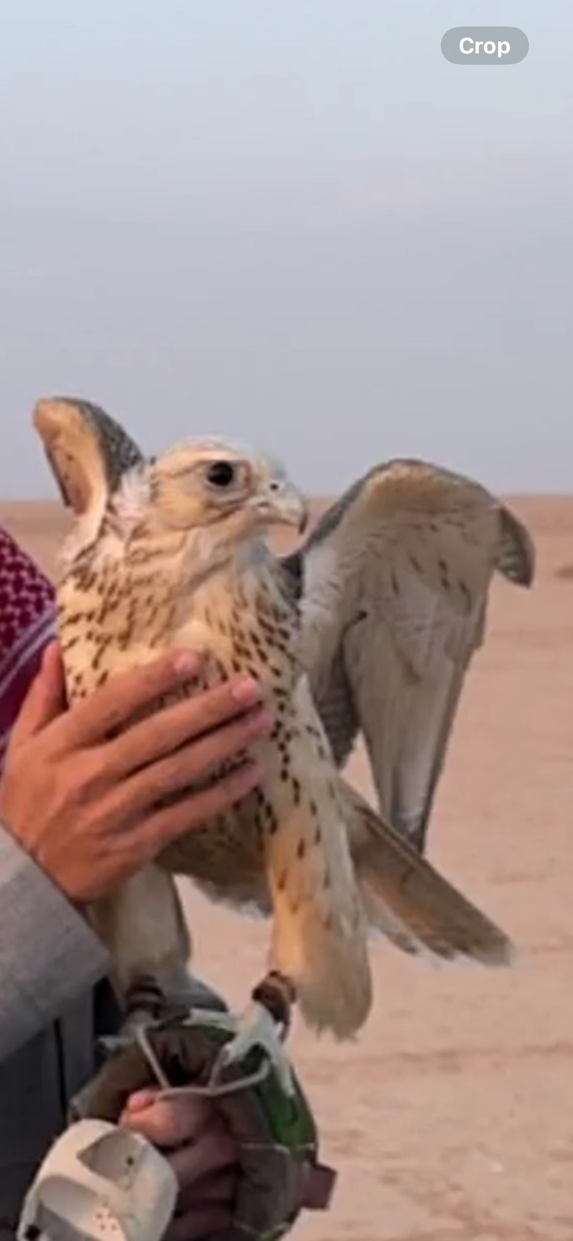 ليان ابراهيم