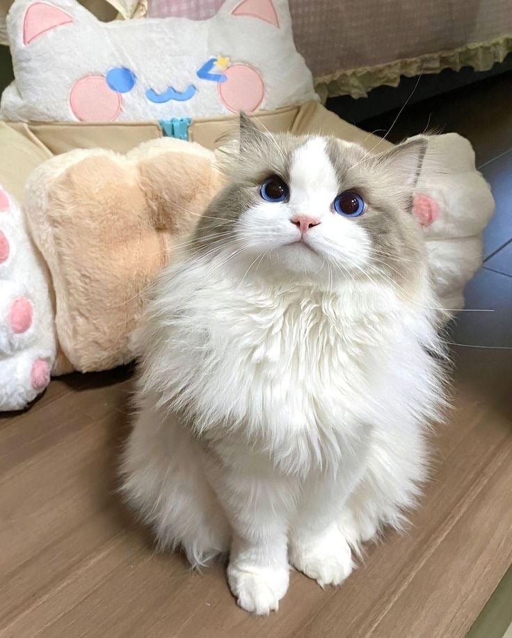 وعد العتيبي