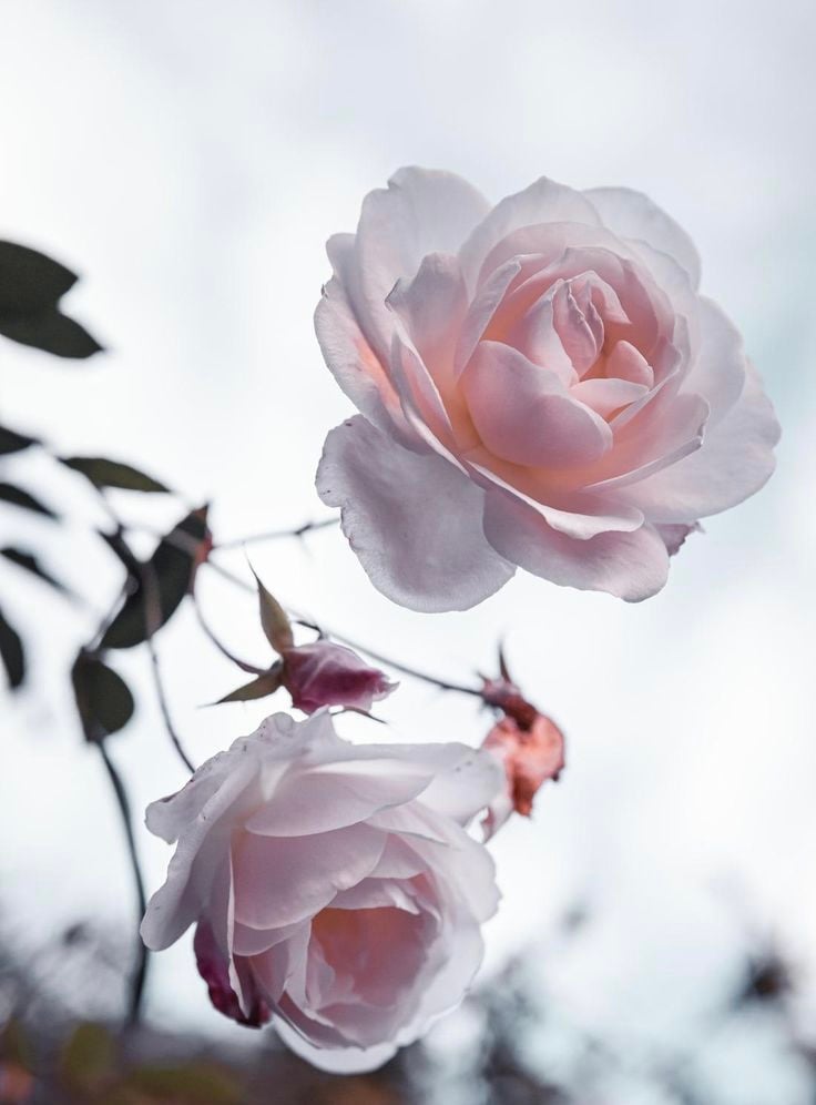 بسمة الحلبي