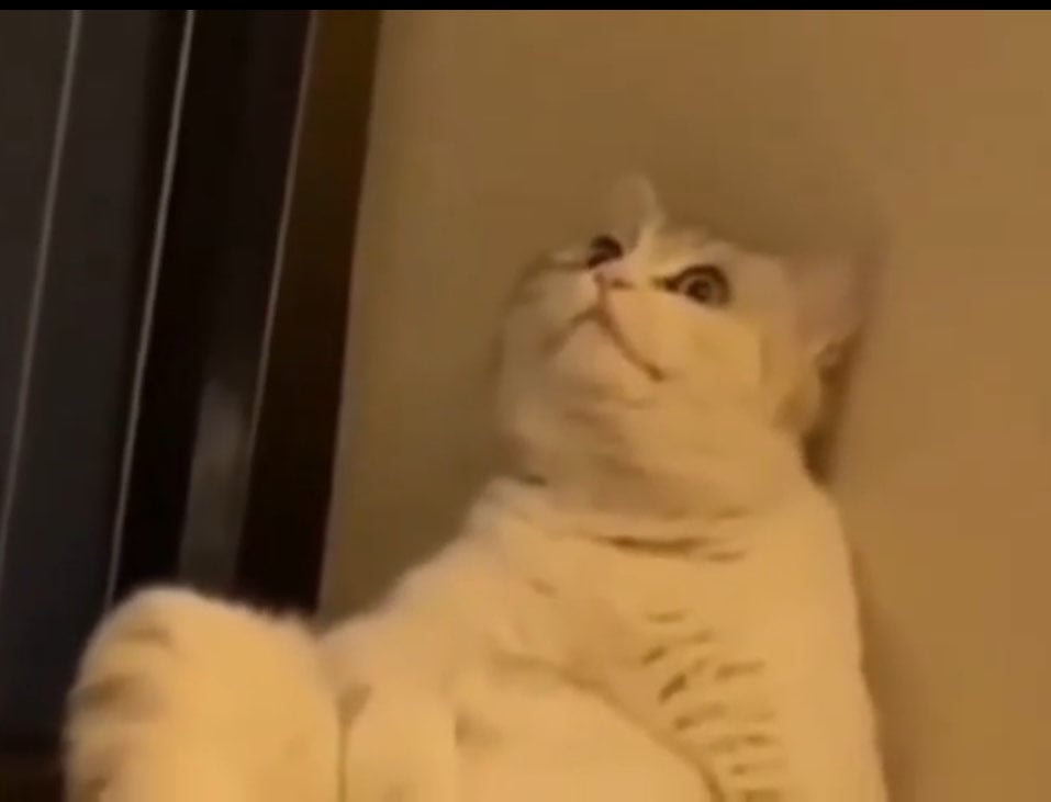 وسيمه الرشيدي