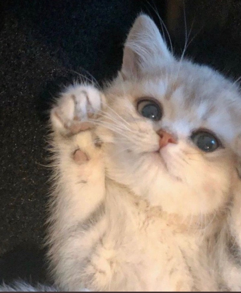 الهنوف عبد العزيز