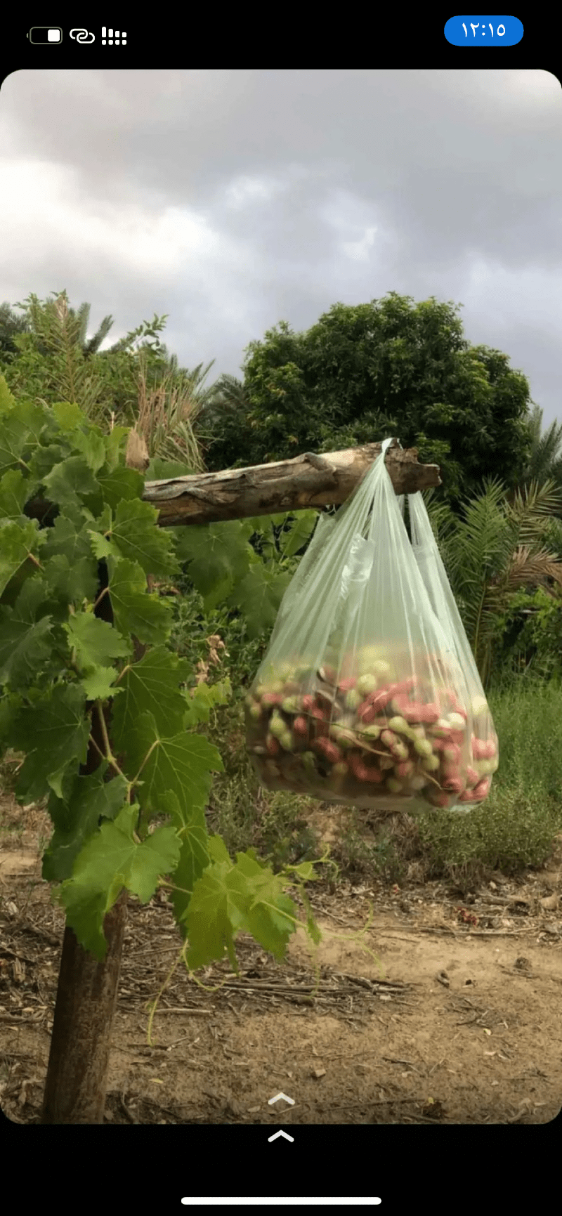 حسين ال فطيح