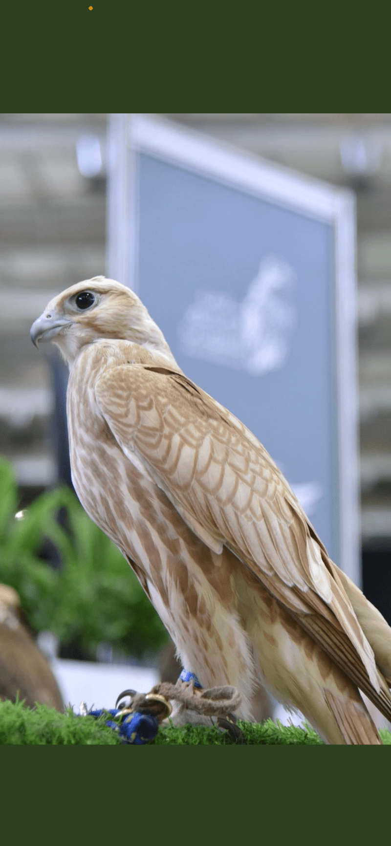 علي الزبيدي