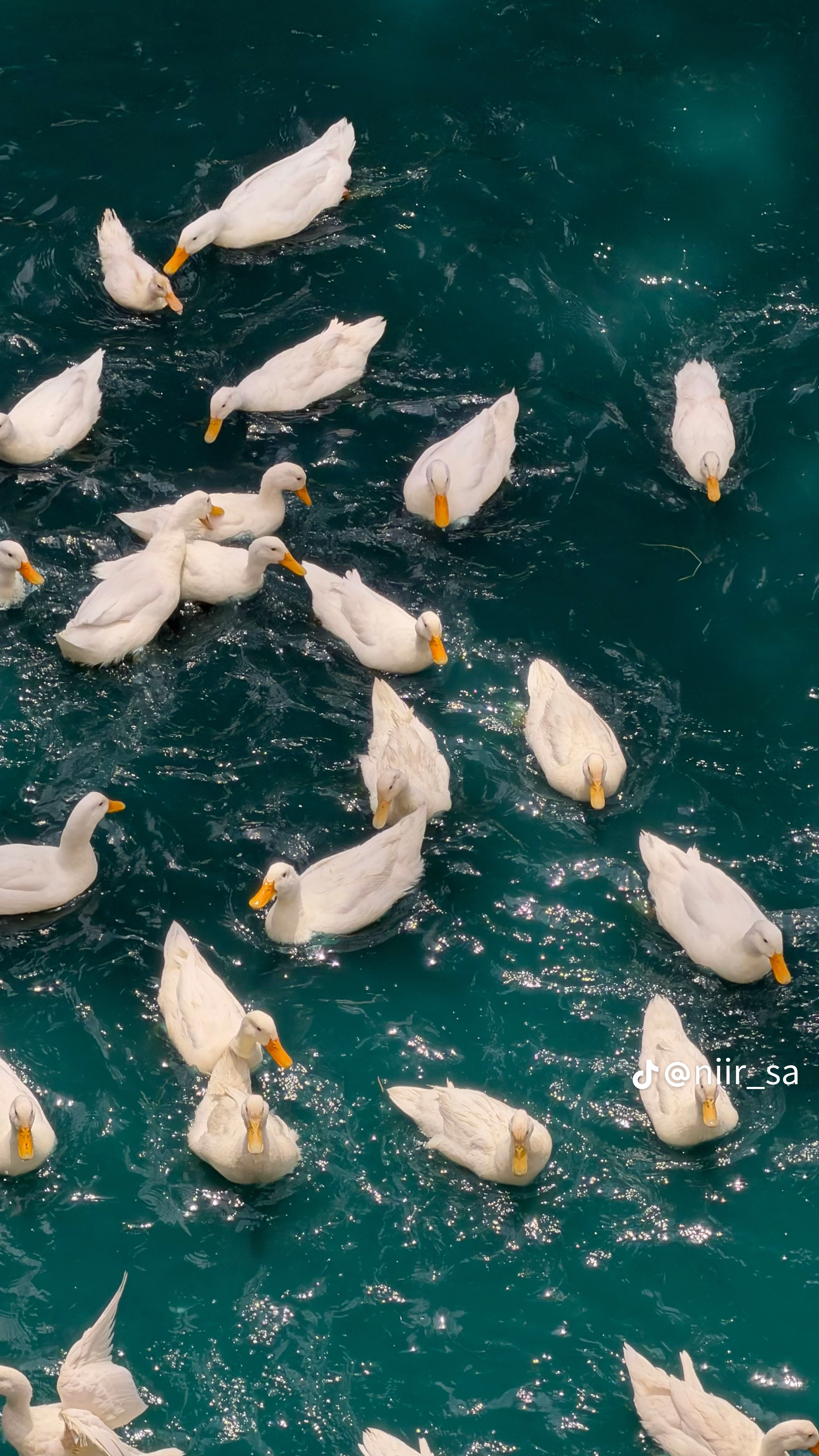 عبير القحطاني