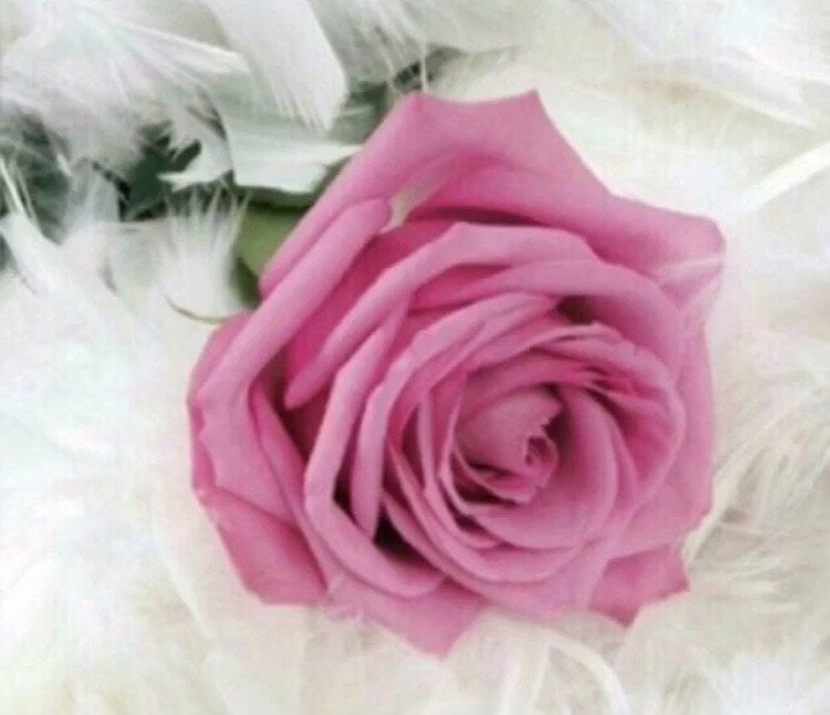 شموخ المالكي