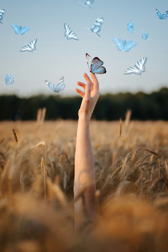 سنابل الحباب