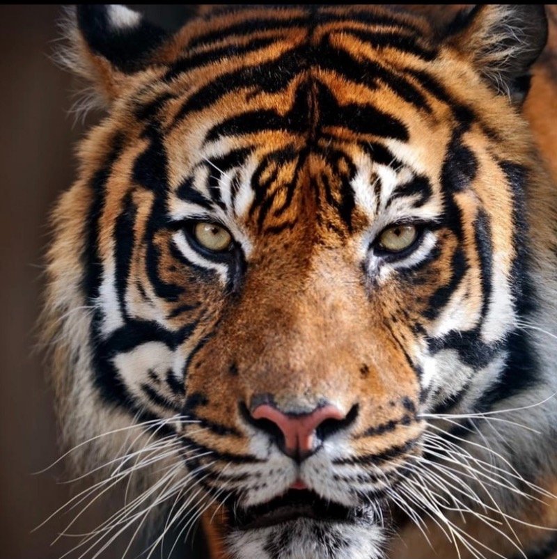 عواش الوادعي