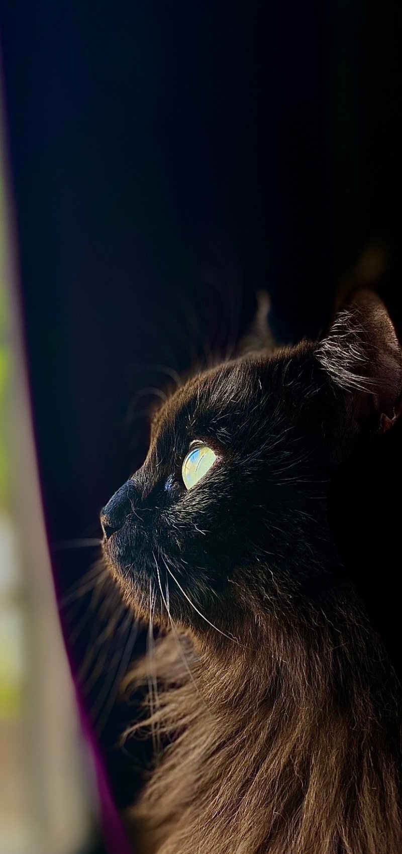 هايدي رهام المياو ال شيرازي